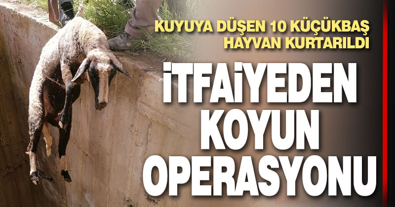 Kuyuya düşen 10 küçükbaş hayvan tek tek kurtarıldı