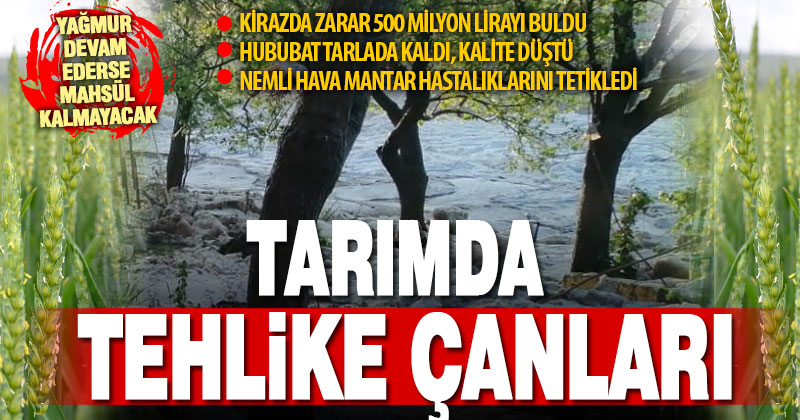 Aşırı yağmur, tarımı olumsuz etkiledi: Maddi kayıp her geçen gün büyüyor