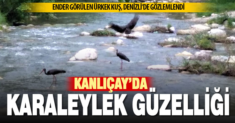 Ege bölgesine ender uğrayan Karaleylekler Denizli’de gözlemlendi