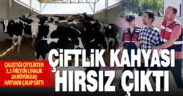 Çiftlik kahyası, 3.5 milyon lira değerindeki büyükbaş hayvan çaldı