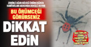 Havalar ısınınca zehirli uğur böceği örümceği görüldü