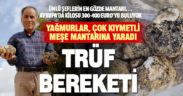 Çal’da çok kıymetli trüf mantarı bereketi yaşanıyor