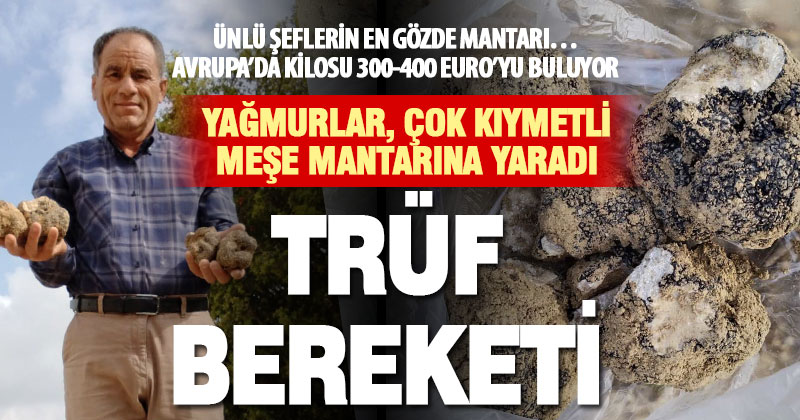 Çal’da çok kıymetli trüf mantarı bereketi yaşanıyor