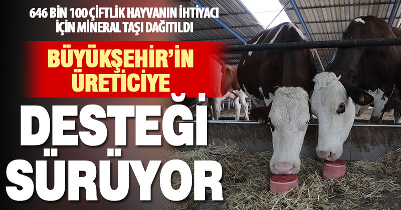 Büyükşehir, 646 bin 100 küçükbaş ve büyükbaşın mineral taş ihtiyacını karşıladı