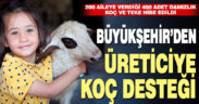 Büyükşehir’den üreticiye damızlık koç desteği