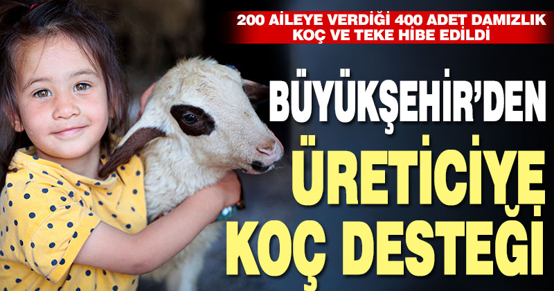 Büyükşehir’den üreticiye damızlık koç desteği