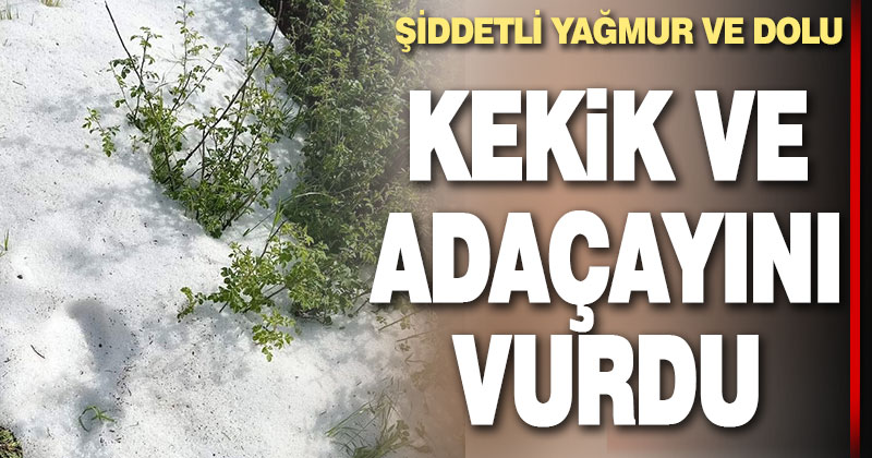 Denizli’de kekik ve adaçayı üretimi yağışlardan olumsuz etkilendi