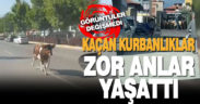 Kaçan kurbanlıklar zor anlar yaşattı