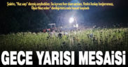 Gece yarısı tütün mesaisi