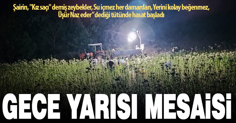 Gece yarısı tütün mesaisi
