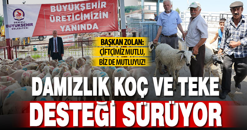 Denizli Büyükşehir Belediyesi’nin damızlık koç ve teke dağıtımı sürüyor