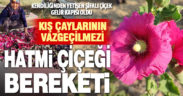 Kış çaylarının vazgeçilmezi hatmi çiçeği gelir kapısı oldu