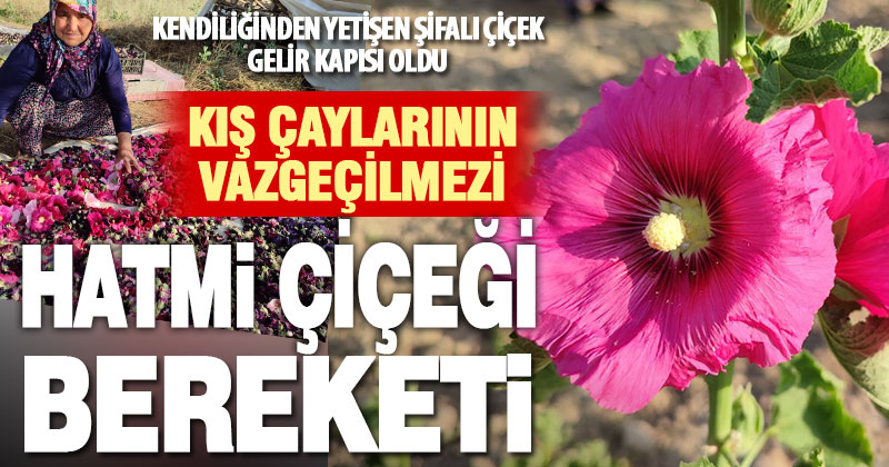 Kış çaylarının vazgeçilmezi hatmi çiçeği gelir kapısı oldu