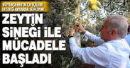 Büyükşehir’in zeytin sineğiyle mücadele desteği başladı