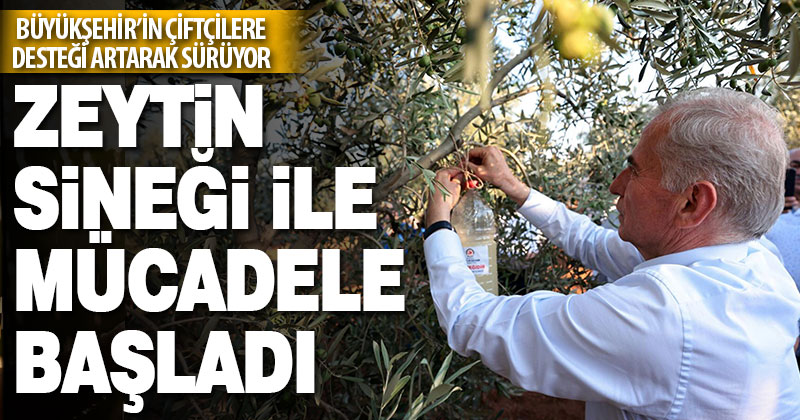 Büyükşehir’in zeytin sineğiyle mücadele desteği başladı