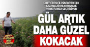 Büyükşehir’den yağlık gül üreticilerine dev destek. Gül Distilasyon Ünitesi kuruluyor