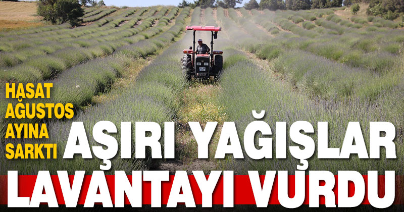 Aşırı yağışlar lavanta üretimini olumsuz etkiledi
