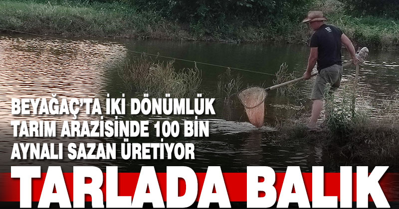 Tarlada 100 bin aynalı sazan üretimine başladı