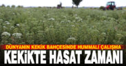 Denizli kekiğinde hasat sürüyor