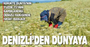 Denizli Kekiğinde hasat zamanı