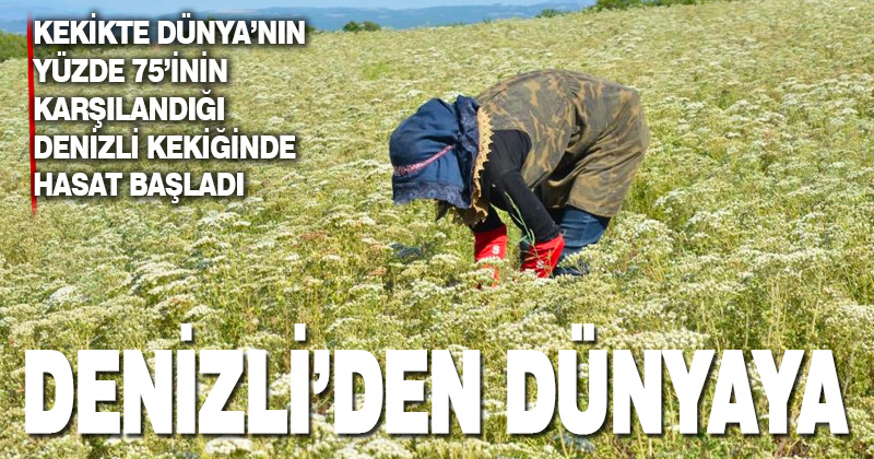 Denizli Kekiğinde hasat zamanı