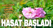 Denizli’de yağlık gül hasadı başladı