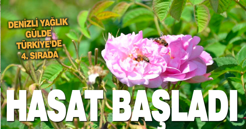Denizli’de yağlık gül hasadı başladı