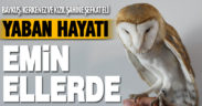 Büyükşehir yaban hayatına da sahip çıkıyor