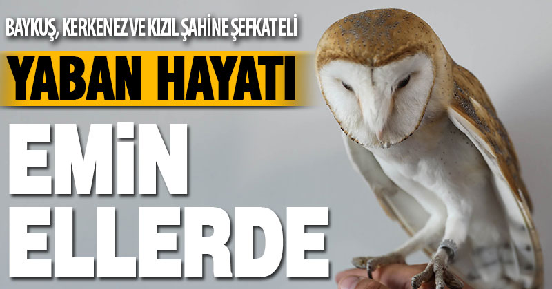 Büyükşehir yaban hayatına da sahip çıkıyor