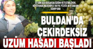 Buldan’da erkenci çekirdeksiz üzüm hasadı başladı