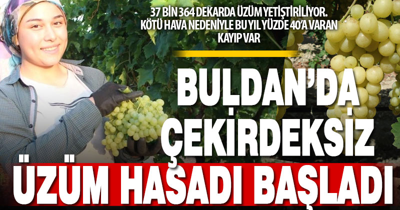 Buldan’da erkenci çekirdeksiz üzüm hasadı başladı