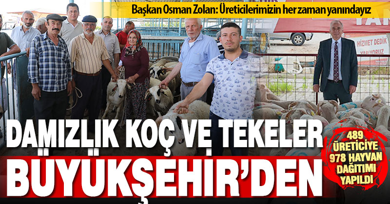 Büyükşehir’in damızlık koç ve teke dağıtımı tamamlandı