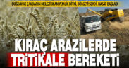 Buğday ve çavdarın melezi tritikale, kıraç arazilerde bol verim veriyor