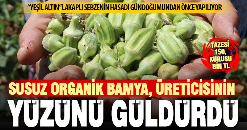 Susuz organik bamyada rekolte düşük ama fiyatı üreticisinin yüzünü güldürdü