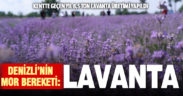 2023 yılı verilerine göre Denizli’de 8,5 ton lavanta tescil işlemi gerçekleşti