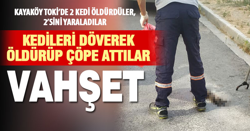 Dövülerek öldürülen kediler çöpe atıldı