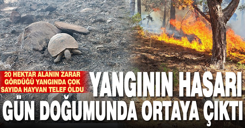 Yangının neden olduğu hasar gün doğumuyla ortaya çıktı