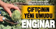 İlk kez dikilen enginar 20 gün sonra ihracata hazır olacak