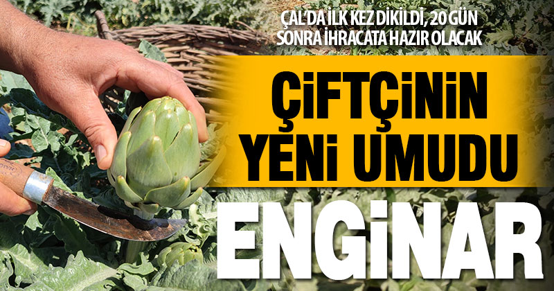 İlk kez dikilen enginar 20 gün sonra ihracata hazır olacak