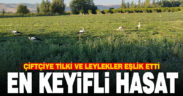 Yonca hasadına eşlik eten tilki ve leylekler nasiplerini topladı