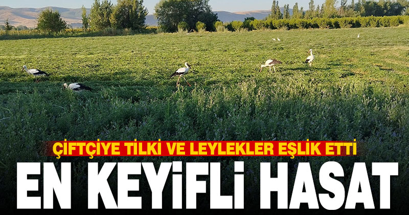 Yonca hasadına eşlik eten tilki ve leylekler nasiplerini topladı
