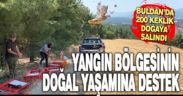 Buldan’da yangın bölgesine 200 keklik salındı