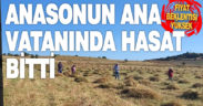 Anasonun anavatanında hasat sona erdi