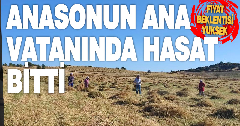 Anasonun anavatanında hasat sona erdi