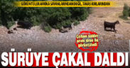 Tavaslı çoban, sürüye dalan çakalı dron ile görüntüledi: Keçisini kurtardı