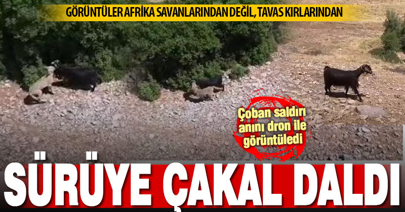 Tavaslı çoban, sürüye dalan çakalı dron ile görüntüledi: Keçisini kurtardı