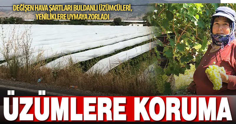 Hasadı gelen üzümler örtü ile korunuyor