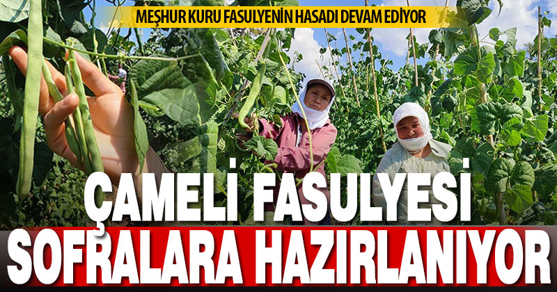 Meşhur Çameli fasulyesinde hasat devam ediyor
