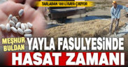 Meşhur Buldan yayla fasulyesinde hasat tamamlanıyor