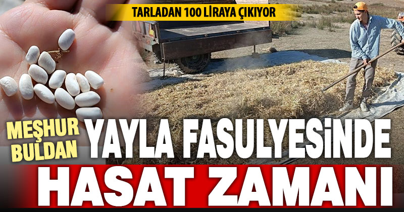 Meşhur Buldan yayla fasulyesinde hasat tamamlanıyor
